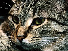 Charlie, Domestic Shorthair